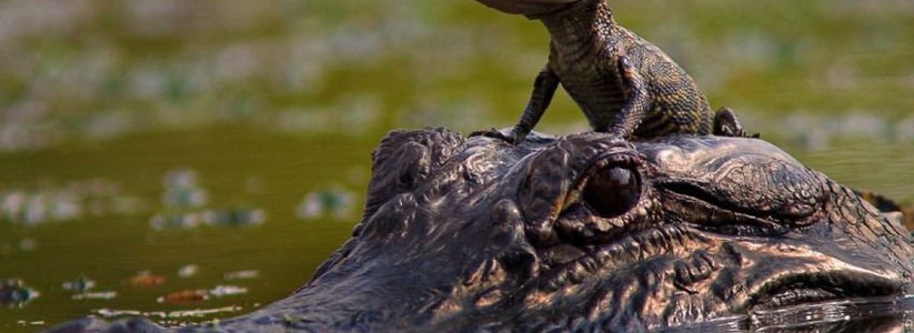 «В добрые руки»: в Татарстане женщина отдает желающим крокодилов