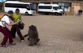 Бабуин подрался с туристами из Казани за чипсы ...