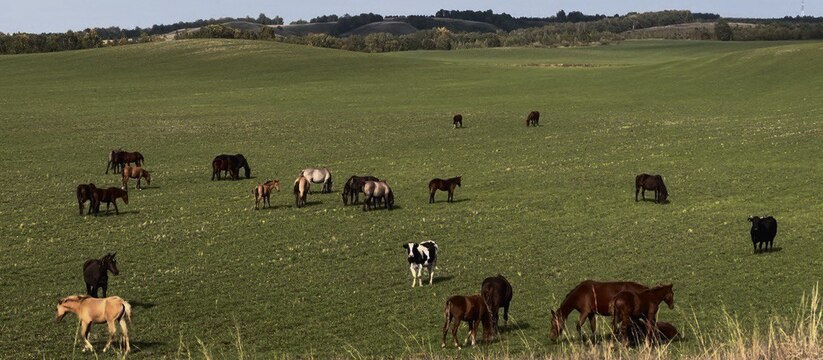 Фермеров Татарстана «душит» надзор государства и низкая рентабельность В Татарстане за последние годы заметно сократил...