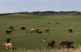 Фермеров Татарстана «душит» надзор государства ...